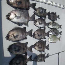 磯部釣船 直栄丸 釣果