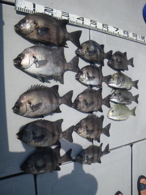 磯部釣船 直栄丸 釣果