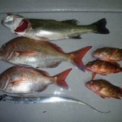 磯部釣船 直栄丸 釣果