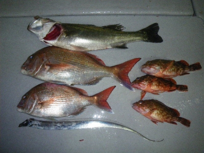 磯部釣船 直栄丸 釣果