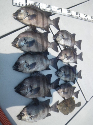 磯部釣船 直栄丸 釣果