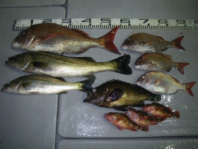 磯部釣船 直栄丸 釣果