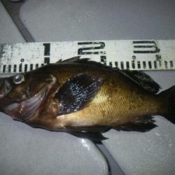 磯部釣船 直栄丸 釣果