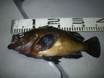 磯部釣船 直栄丸 釣果