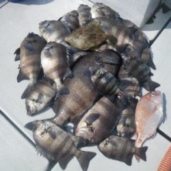 磯部釣船 直栄丸 釣果