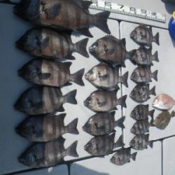 磯部釣船 直栄丸 釣果