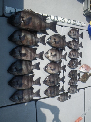 磯部釣船 直栄丸 釣果