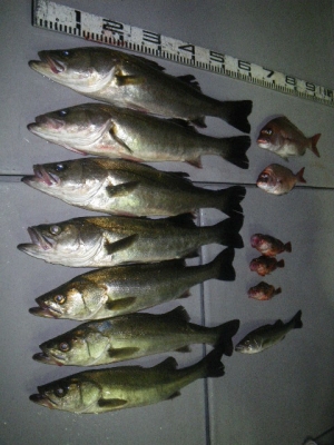 磯部釣船 直栄丸 釣果