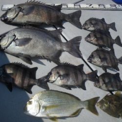 磯部釣船 直栄丸 釣果