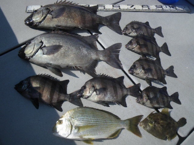 磯部釣船 直栄丸 釣果