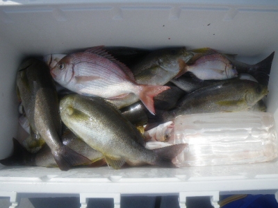 磯部釣船 直栄丸 釣果