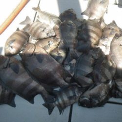 磯部釣船 直栄丸 釣果