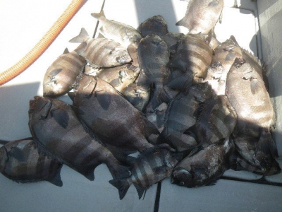 磯部釣船 直栄丸 釣果