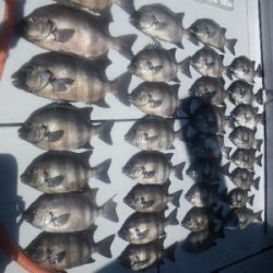 磯部釣船 直栄丸 釣果