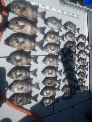 磯部釣船 直栄丸 釣果