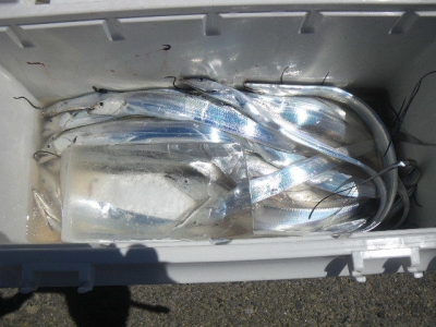 磯部釣船 直栄丸 釣果