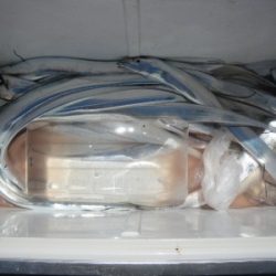 磯部釣船 直栄丸 釣果