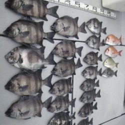 磯部釣船 直栄丸 釣果