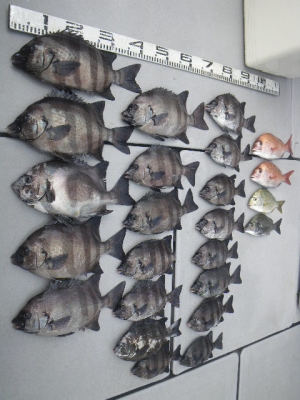 磯部釣船 直栄丸 釣果