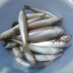 磯部釣船 直栄丸 釣果