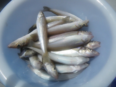 磯部釣船 直栄丸 釣果