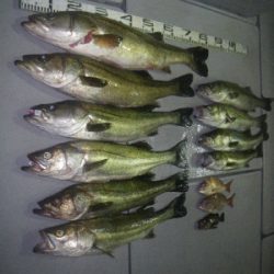 磯部釣船 直栄丸 釣果