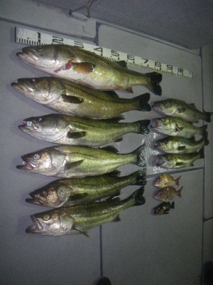 磯部釣船 直栄丸 釣果