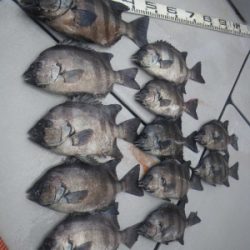 磯部釣船 直栄丸 釣果