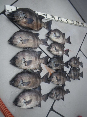 磯部釣船 直栄丸 釣果