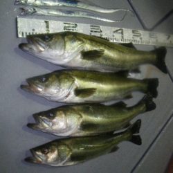 磯部釣船 直栄丸 釣果