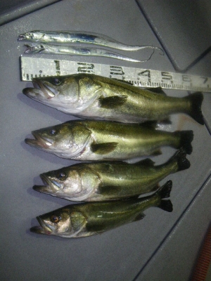 磯部釣船 直栄丸 釣果