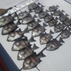 磯部釣船 直栄丸 釣果