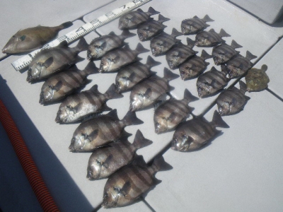 磯部釣船 直栄丸 釣果