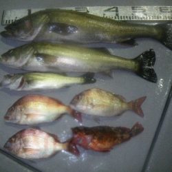 磯部釣船 直栄丸 釣果