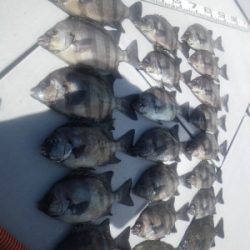 磯部釣船 直栄丸 釣果