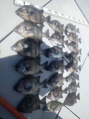 磯部釣船 直栄丸 釣果