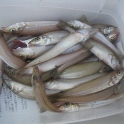 磯部釣船 直栄丸 釣果