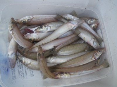 磯部釣船 直栄丸 釣果