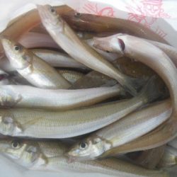 磯部釣船 直栄丸 釣果