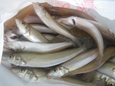 磯部釣船 直栄丸 釣果