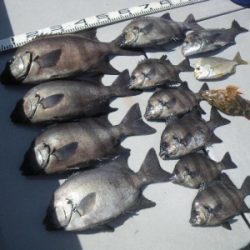 磯部釣船 直栄丸 釣果