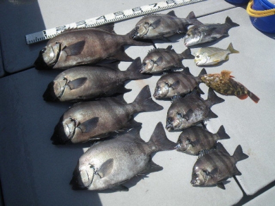 磯部釣船 直栄丸 釣果