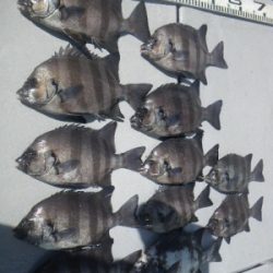 磯部釣船 直栄丸 釣果