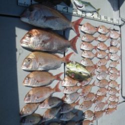 磯部釣船 直栄丸 釣果