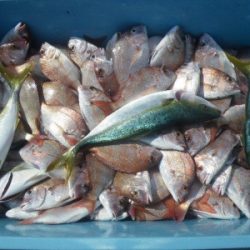 磯部釣船 直栄丸 釣果