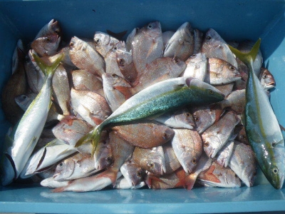 磯部釣船 直栄丸 釣果