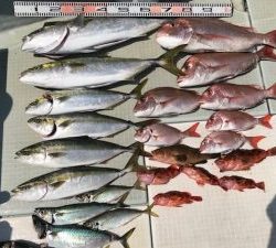 さぶろう丸 釣果