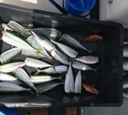 さぶろう丸 釣果