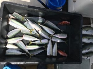 さぶろう丸 釣果