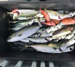 さぶろう丸 釣果